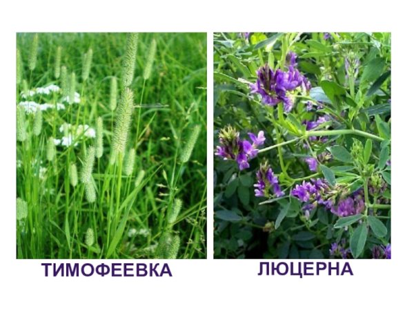 Люцерна Тимофеевка Клевер это