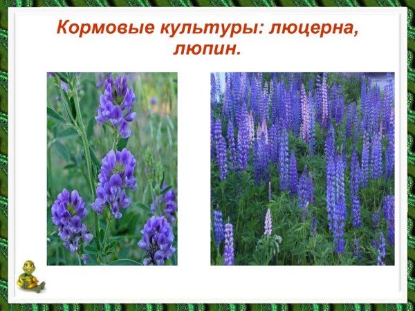 Кормовые культурные растения