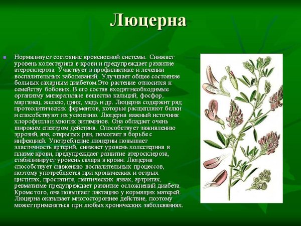 Люцерна описание растения