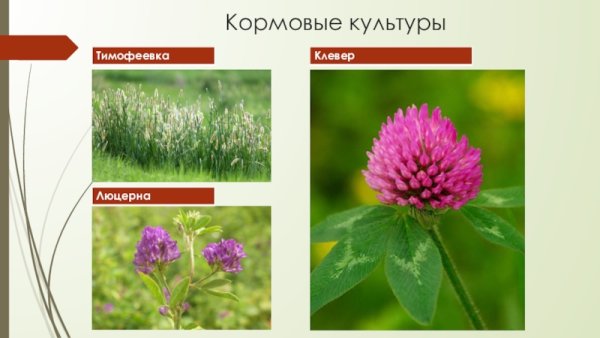 Кормовые культуры Тимофеевка Клевер люцерна