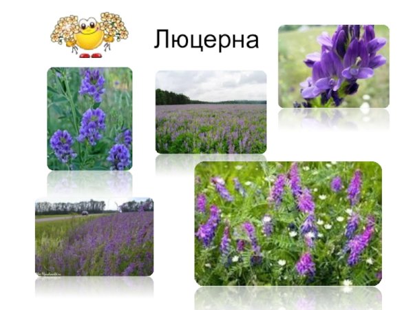 Лен и люцерна