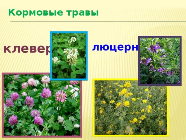 Люцерна окружающий мир