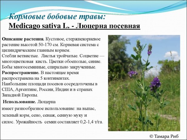 Люцерна посевная описание