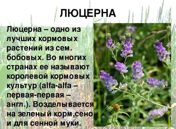 Кормовые растения люцерна
