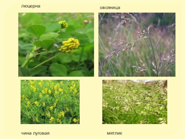 Травы Калининградской области