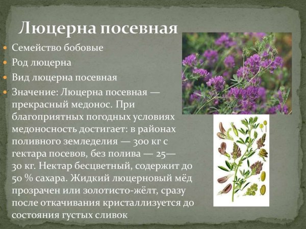 Люцерна строение растения