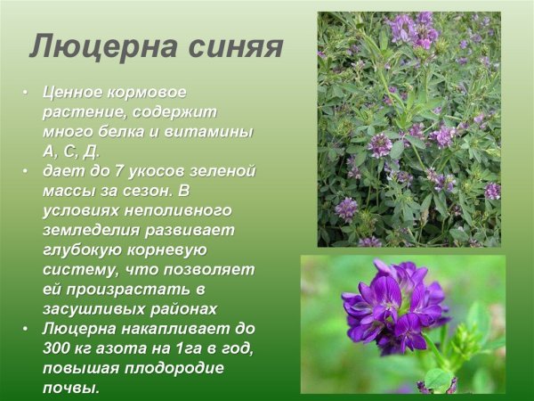 Культурные растения люцерна