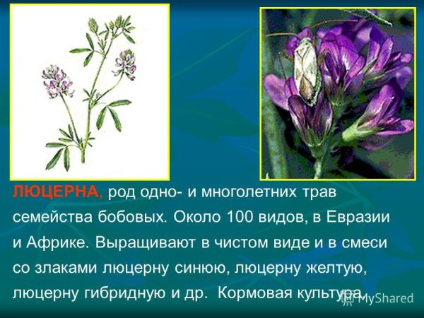 Бобовые семейство растений порядка Бобовоцветные класса