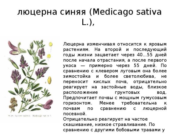 Люцерна кормовая культура