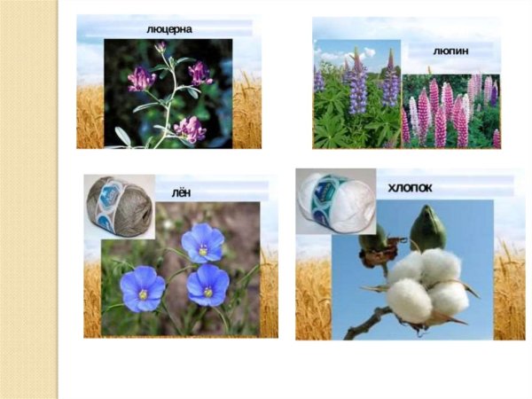 Лен и люцерна