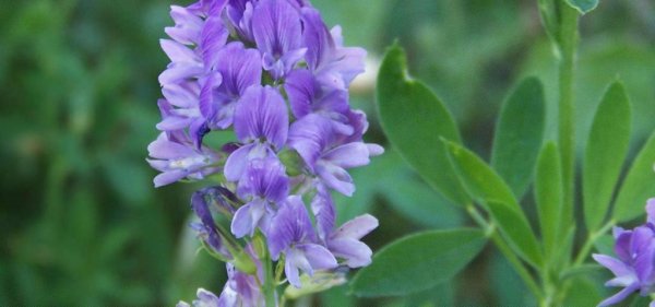 Люцерна синяя