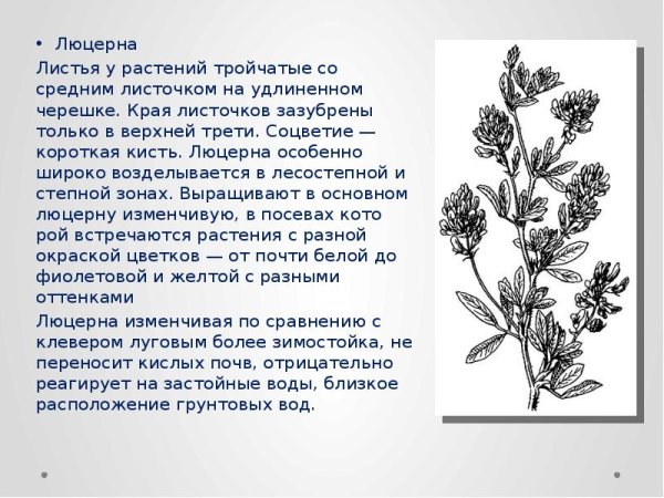 Люцерна краткое описание