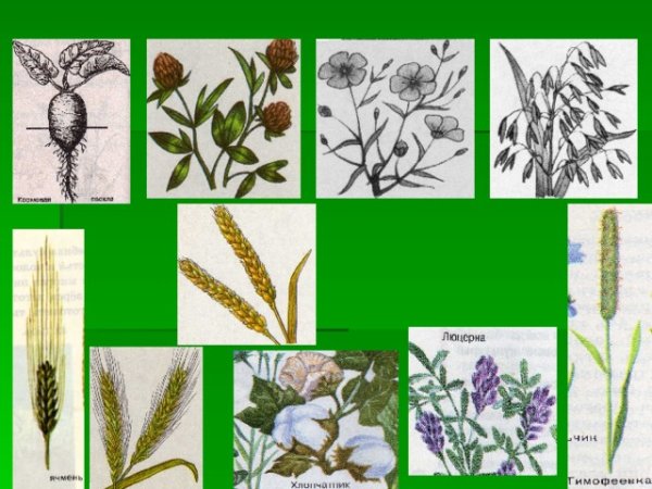 Рожь пшеница люцерна лен хлопчатник