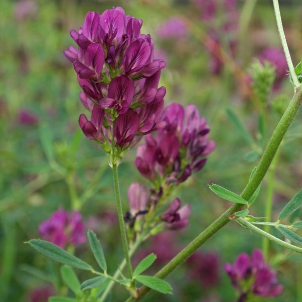 Люцерна синегибридная