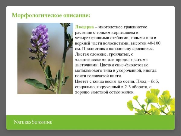 Люцерна серповидная соцветие