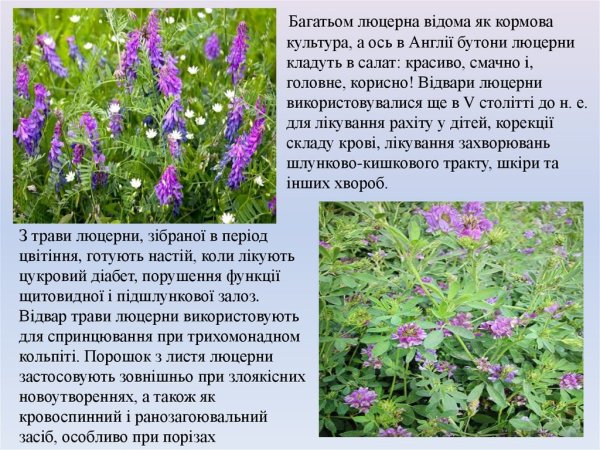 Люцерна сообщение