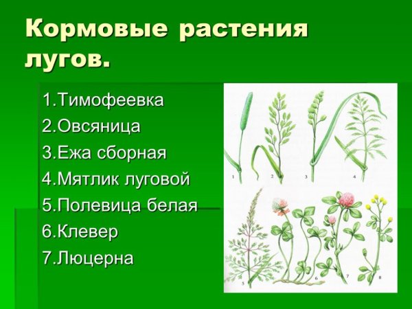 Кормовые травы (Тимофеевка, Клевер, люцерна)