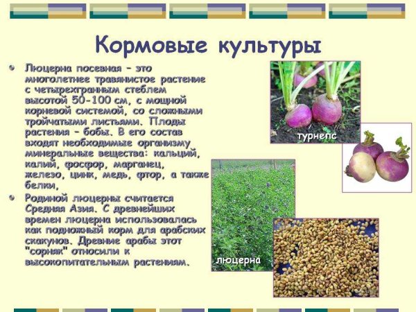 Кормовые культуры