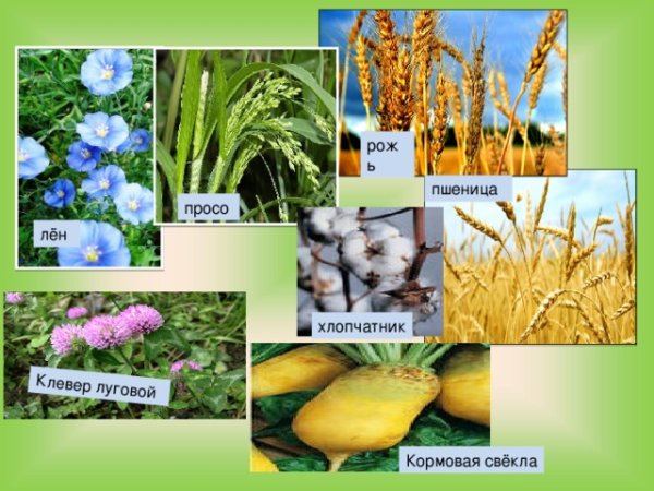 Кормовые культурные растения