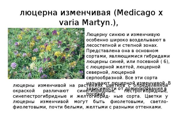 Люцерна изменчивая гербарий