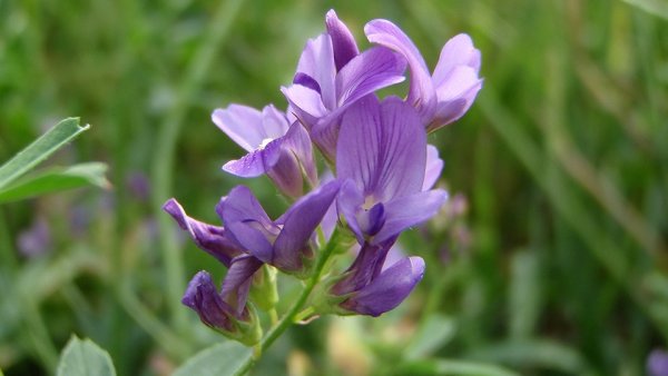 Итальянская люцерна