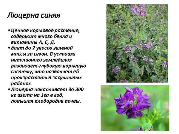 Люцерна корень