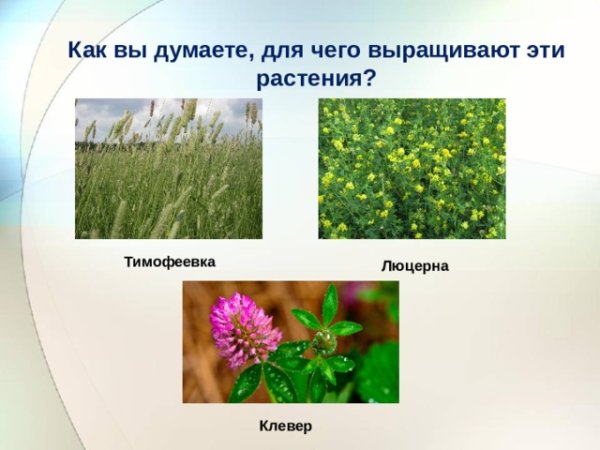 Люцерна Тимофеевка Клевер это