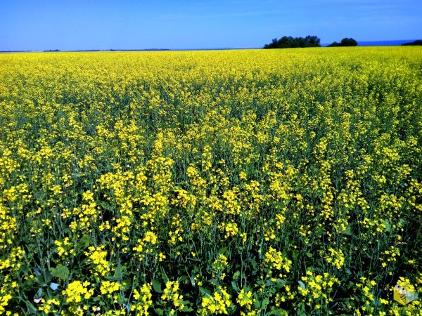 Рапс Яровой сидерат