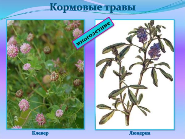 Кормовые травы (Тимофеевка, Клевер, люцерна)