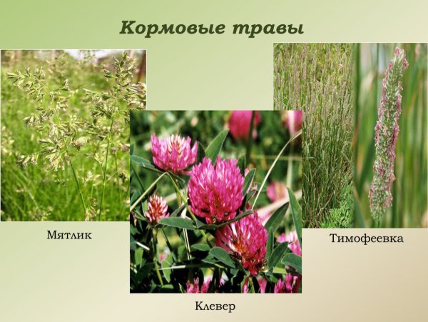 Кормовые культуры Тимофеевка Клевер