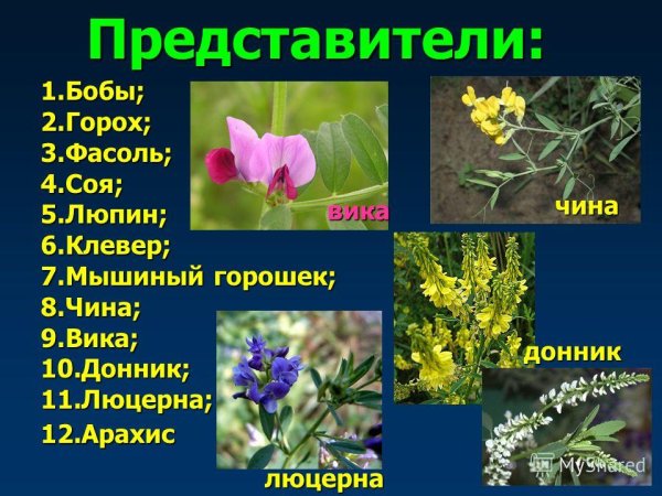 Люпин Клевер Акация соя