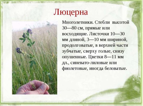 Люцерна презентация