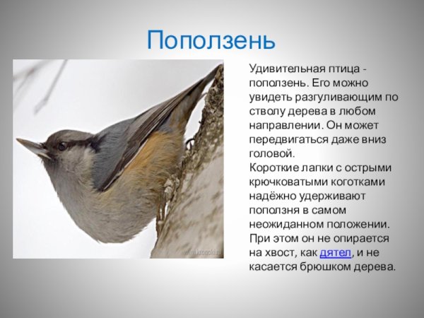 Рассказ про птицу поползень