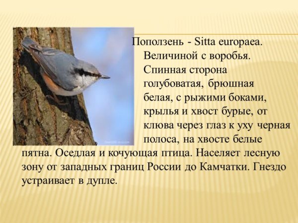 Зимующие птицы поползень 2 класс