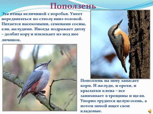 Поползень птица описание