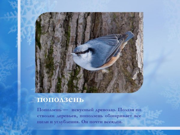 Поползень презентация