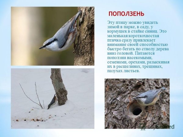 Поползень птица зимой