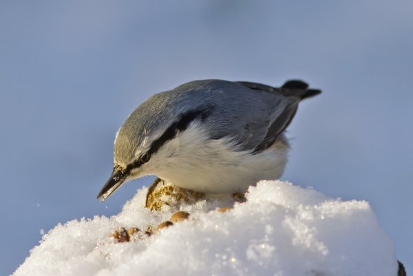 Клест поползень