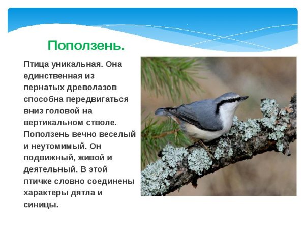 Поползень описание