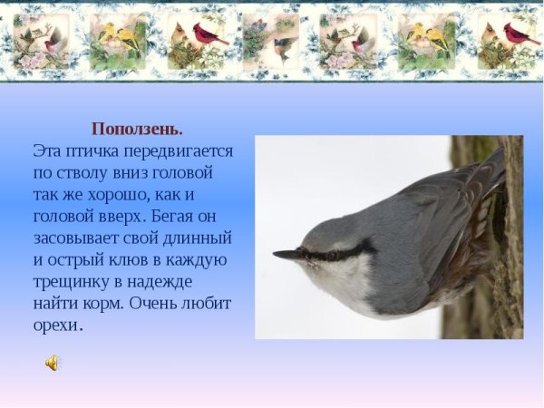Рассказ про птицу поползень