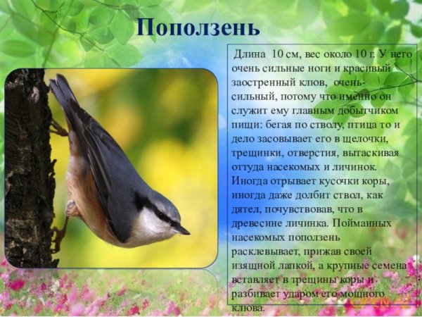 Поползень презентация