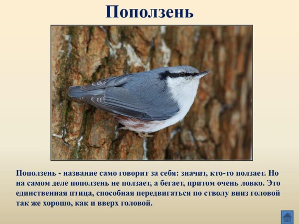 Почему поползня так назвали