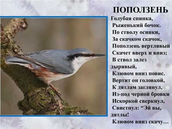 Евразийский поползень