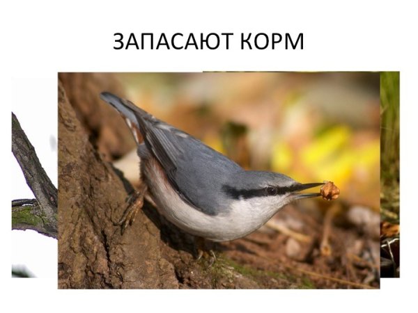Поползень Подмосковье