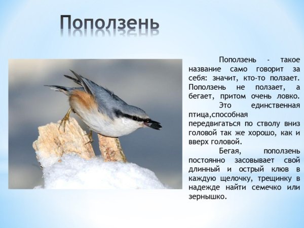 Поползень зимующая птица или нет