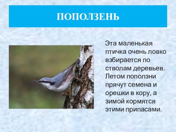 Поползень описание