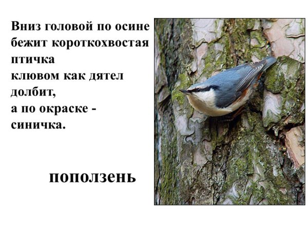 Поползень рассказ