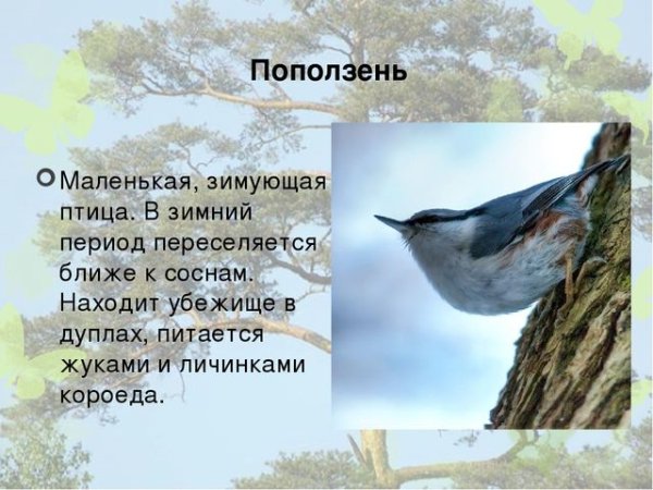 Зимующие птицы поползень 2 класс