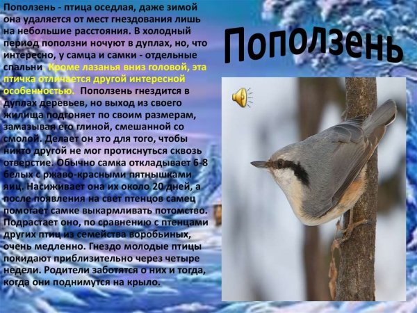 Поползень презентация