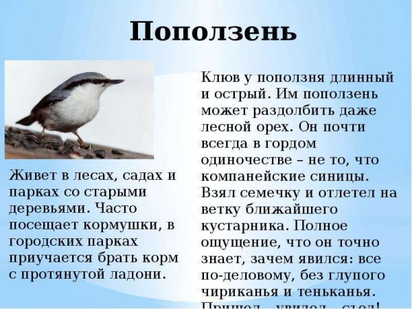 Поползень Перелетная птица